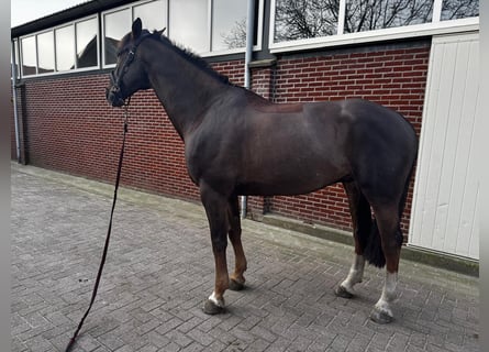 Zangersheide, Ogier, 10 lat, 135 cm, Kasztanowata