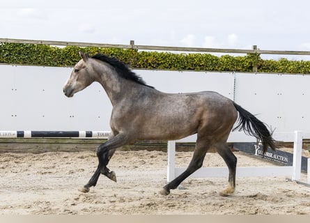 Zangersheide, Ogier, 3 lat, 161 cm, Siwa