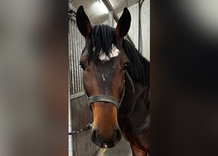 Zangersheide, Ogier, 3 lat, 164 cm, Gniada