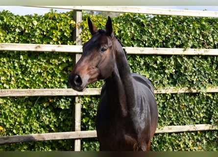 Zangersheide, Ogier, 3 lat, 165 cm, Ciemnogniada
