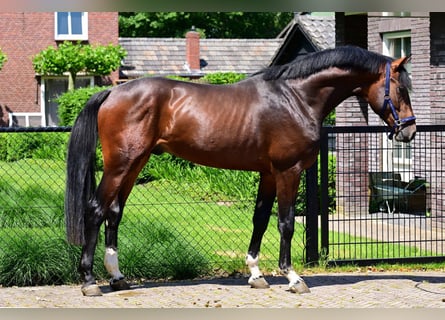 Zangersheide, Ogier, 3 lat, 165 cm, Gniada