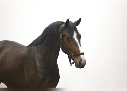 Zangersheide, Ogier, 3 lat, 166 cm, Gniada