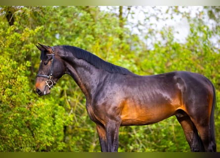 Zangersheide, Ogier, 3 lat, 168 cm, Ciemnogniada
