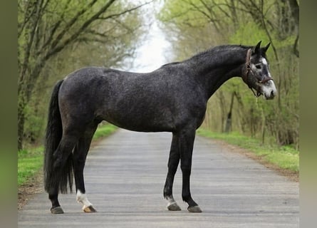 Zangersheide, Ogier, 3 lat, 169 cm, Karosiwa