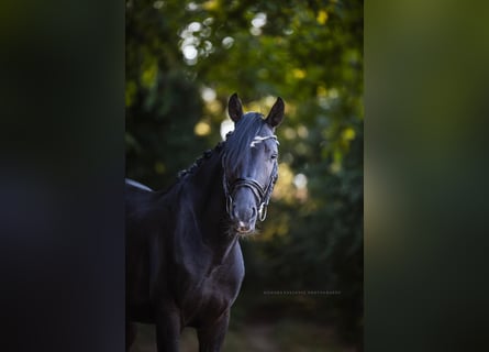 Zangersheide, Ogier, 4 lat, 150 cm, Kara
