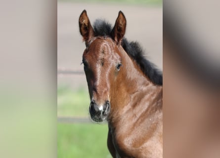 Zangersheide, Ogier, Źrebak (04/2026), Gniada
