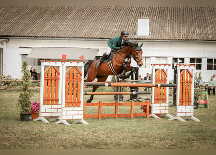 Zangersheide, Ruin, 10 Jaar, 170 cm, Bruin