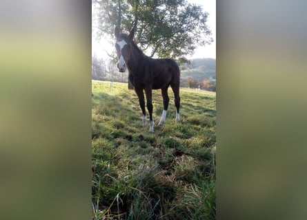 Zangersheide, Ruin, 1 Jaar, 170 cm, Bruin