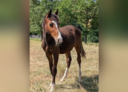 Zangersheide, Ruin, 1 Jaar, 170 cm, Bruin