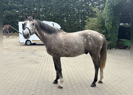 Zangersheide, Ruin, 3 Jaar, 160 cm, Schimmel