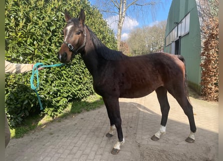 Zangersheide, Ruin, 3 Jaar, 162 cm, Donkerbruin