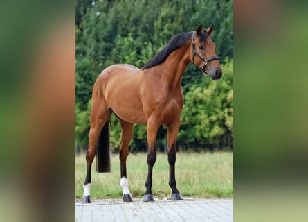 Zangersheide, Ruin, 3 Jaar, 164 cm, Bruin