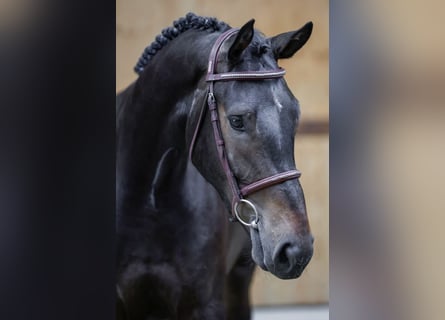 Zangersheider, Wallach, 3 Jahre, 165 cm, Brauner