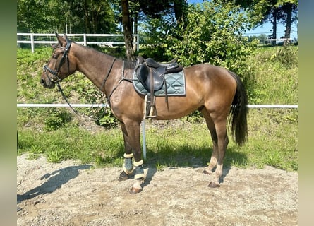 Zangersheide, Ruin, 3 Jaar, 168 cm, Bruin