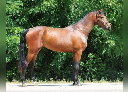 Zangersheide, Ruin, 3 Jaar, 169 cm, Bruin
