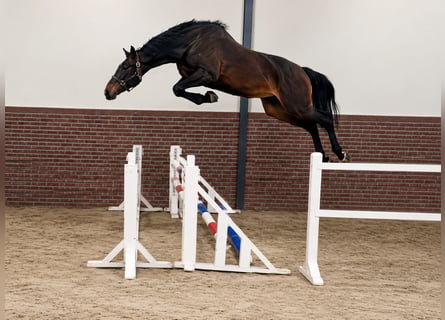 Zangersheide, Ruin, 3 Jaar, 170 cm, Zwartbruin