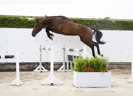Zangersheide, Ruin, 3 Jaar, 175 cm, Bruin