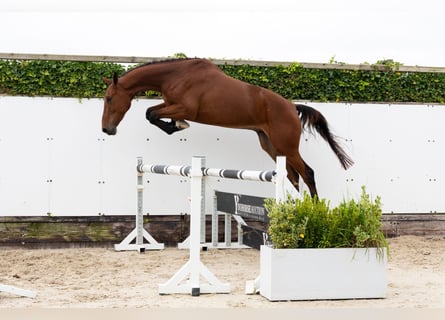 Zangersheide, Ruin, 3 Jaar, 178 cm, Bruin