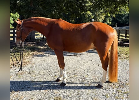 Zangersheide, Ruin, 4 Jaar, 162 cm, Donkere-vos