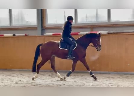 Zangersheide, Ruin, 4 Jaar, 163 cm, Bruin