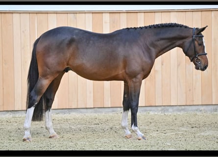 Zangersheide, Ruin, 4 Jaar, 166 cm, Bruin