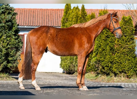 Zangersheide, Ruin, 4 Jaar, 167 cm, Vos