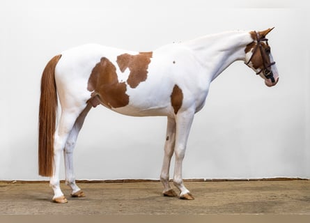 Zangersheide, Ruin, 4 Jaar, 168 cm, Gevlekt-paard