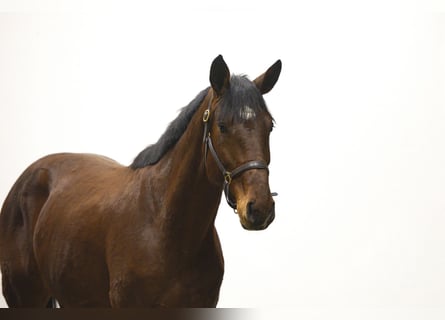 Zangersheide, Ruin, 4 Jaar, 169 cm, Bruin