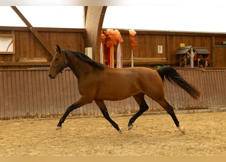 Zangersheide, Ruin, 4 Jaar, 170 cm, Bruin