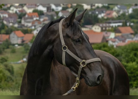 Zangersheide, Ruin, 4 Jaar, 172 cm, Zwart