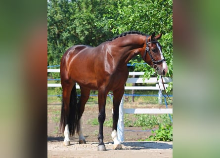 Zangersheide, Ruin, 4 Jaar, 173 cm, Bruin