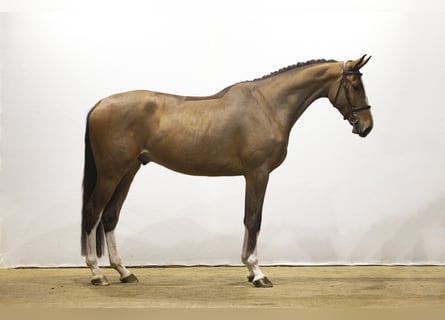 Zangersheide, Ruin, 4 Jaar, 177 cm, Bruin