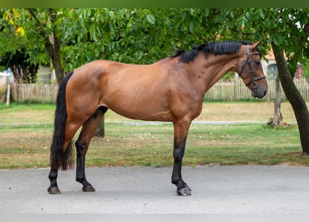 Zangersheide, Ruin, 5 Jaar, 165 cm, Bruin