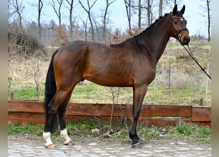 Zangersheide, Ruin, 5 Jaar, 169 cm, Bruin