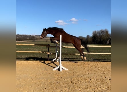 Zangersheide, Ruin, 5 Jaar, 170 cm, Bruin