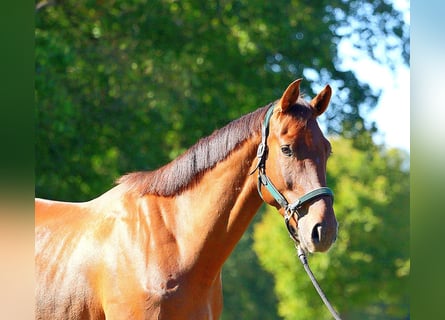 Zangersheide, Ruin, 5 Jaar, 170 cm, Donkere-vos