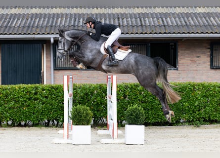 Zangersheide, Ruin, 5 Jaar, 170 cm, Schimmel