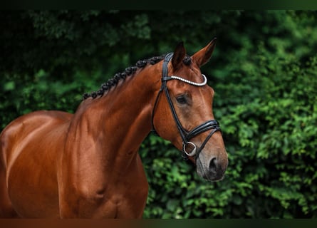 Zangersheide, Ruin, 5 Jaar, 173 cm, Bruin