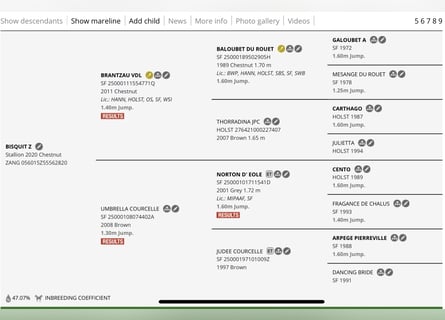 Zangersheide, Ruin, 5 Jaar, 173 cm, Vos