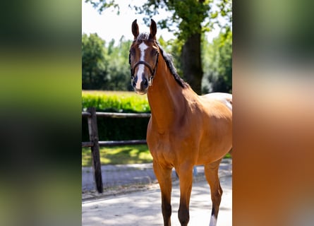 Zangersheide, Ruin, 5 Jaar, 178 cm, Bruin