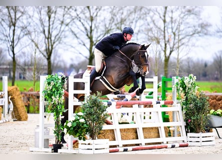 Zangersheide, Ruin, 5 Jaar, Donkerbruin