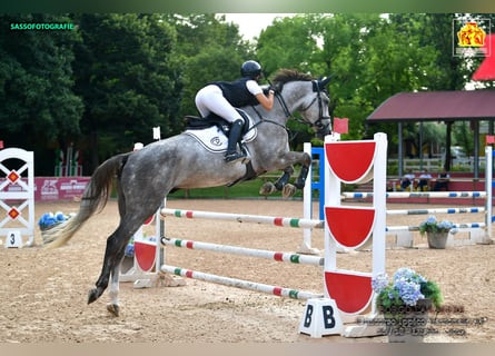 Zangersheide, Ruin, 5 Jaar, Schimmel