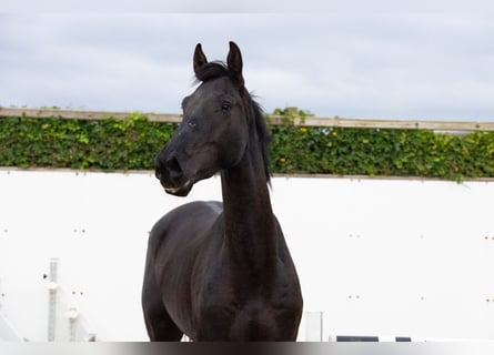 Zangersheide, Ruin, 5 Jaar, Zwartbruin