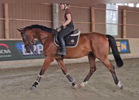 Zangersheide, Ruin, 6 Jaar, 165 cm, Bruin