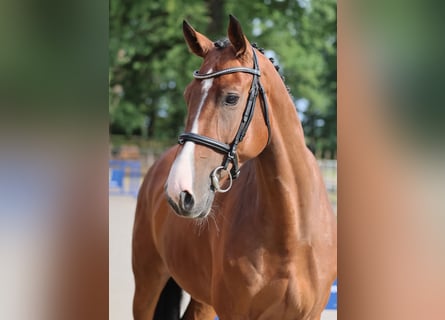 Zangersheide, Ruin, 6 Jaar, 166 cm, Bruin