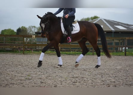 Zangersheide, Ruin, 6 Jaar, 170 cm, Donkerbruin