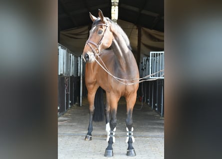 Zangersheide, Ruin, 6 Jaar, 170 cm, Donkerbruin