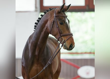 Zangersheide, Ruin, 6 Jaar, 171 cm, Bruin