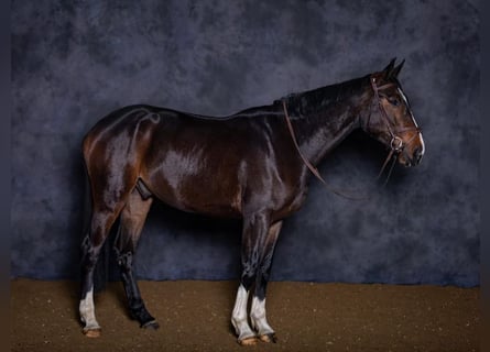 Zangersheide, Ruin, 6 Jaar, 173 cm, Roodbruin