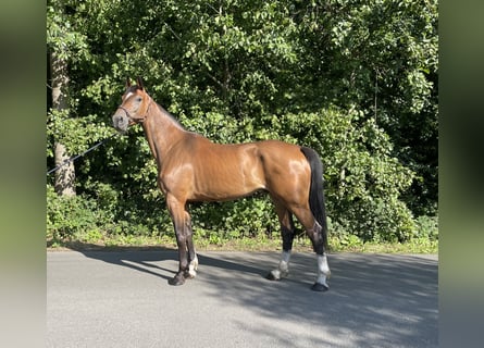 Zangersheide, Ruin, 6 Jaar, 177 cm, Bruin
